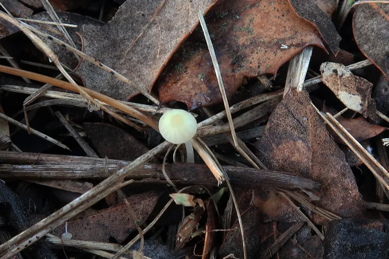 Atheniella delectabilis 1 - IMG_5135